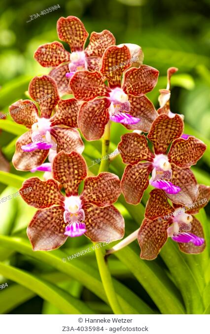 Closeup of the Vanda orchid flower