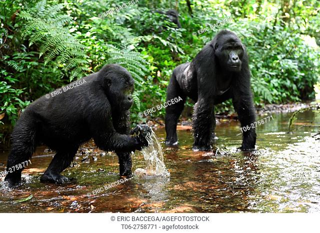 Mountain gorilla (Gorilla beringei beringei) drinking in a mountain stream. Bwindi Impenetrable Forest National Park, Uganda, Africa