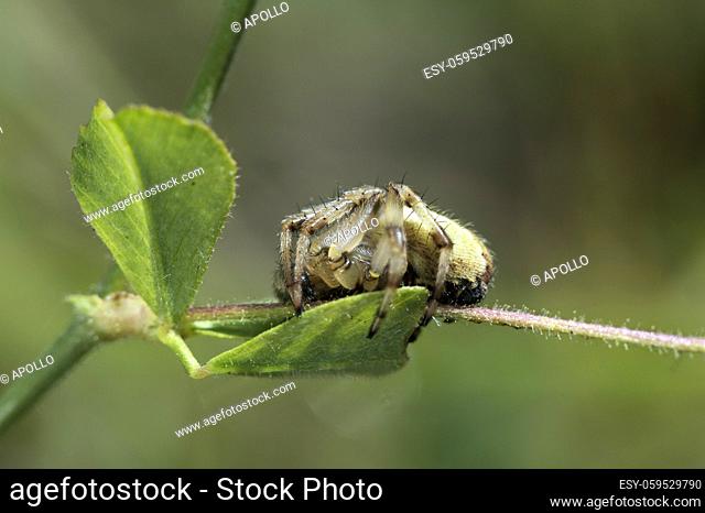 Four-spot orb-weaver (Araneus quadratus), family of Orb web weavers family (Aranidae), Valais, Switzerland