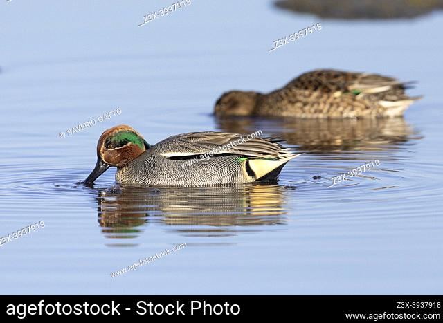 Eurasian Teal (Anas crecca), a couple swimming in the water, Lazio, Italy