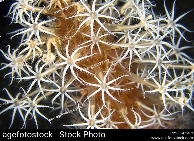 Sea Pen with polyps extending from central stalk, Lembeh, North Sulawesi, Indonesia, Asia