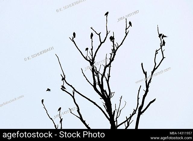 Europe, Germany, Hesse, Marburger Land, starlings on tree in Lahn meadows near Weimar (Lahn)