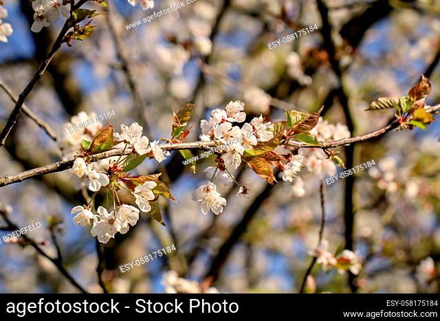 Fruit trees blooming in spring. White fruit tree blossoms in spring