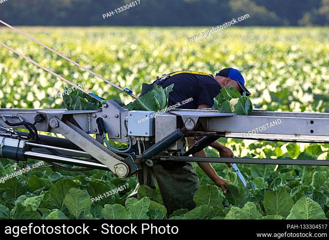 Markendorf, Germany June 23, 2020: Symbolic images - 2020 Cauliflower harvest in a field of the Biewener vegetable farm. In the picture: cauliflower on a...