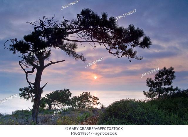 Torrey Pine Tree, Pinus torreyana, and sunset over the ocean at Razor Point, Torrey Pines State Reserve, San Diego, California
