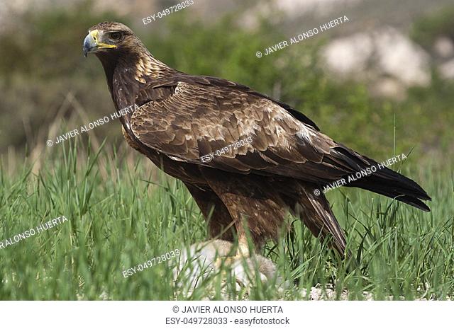 golden eagle (Aquila chrysaetos), with a newly hunted rabbit