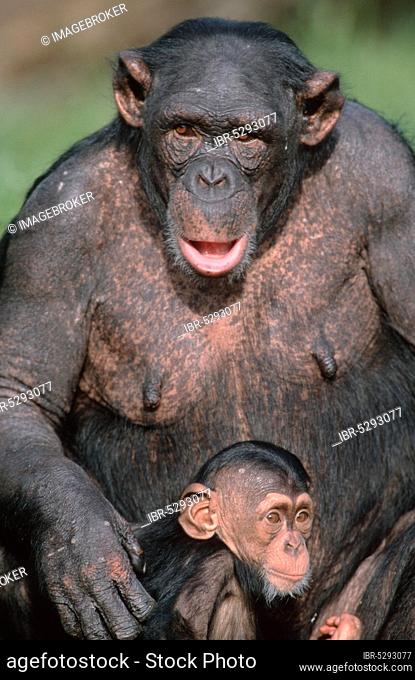 Chimpanzees (Pan troglodytes), female with young