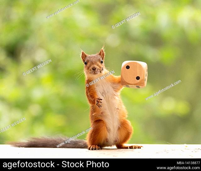 red squirrel is holding a big dice with number two