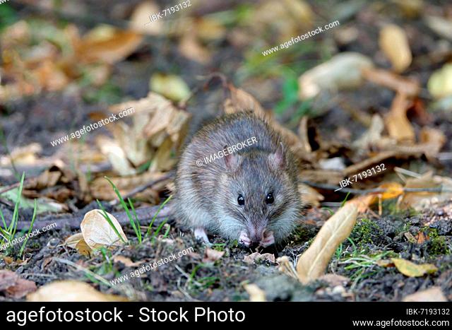 Brown rat (Rattus norvegicus), foraging, Essen, Ruhr area, North Rhine-Westphalia, Germany, Europe