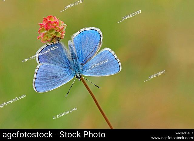 Himmelblauer Bläuling, Polyommatus bellargus, Adonis blue, Bläuling
