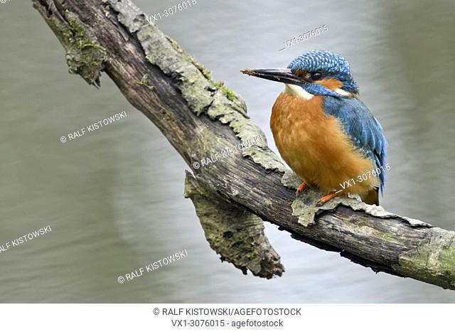 Kingfisher ( Alcedo atthis ) adult male with dirty beak, resting after digging its nest hole, perched on a branch close above water, wildlife, Europe