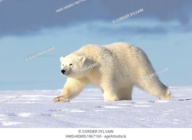 United States, Alaska, Arctic National Wildlife Refuge, Kaktovik, polar bear (Ursus maritimus)
