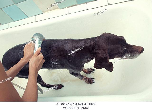 Washing dog