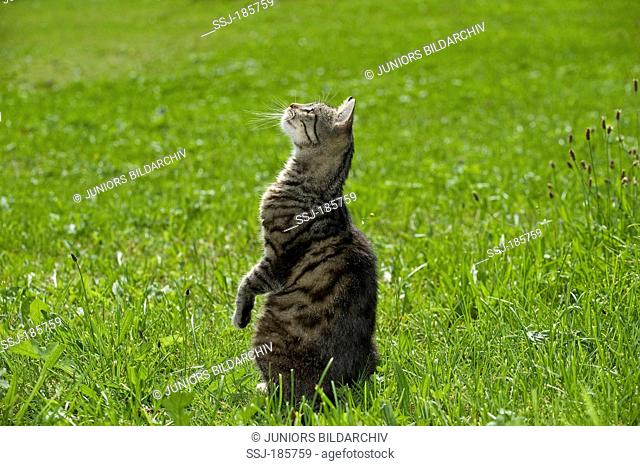 European Shorthair cat. Tabby adult sitting on its haunches on a meadow