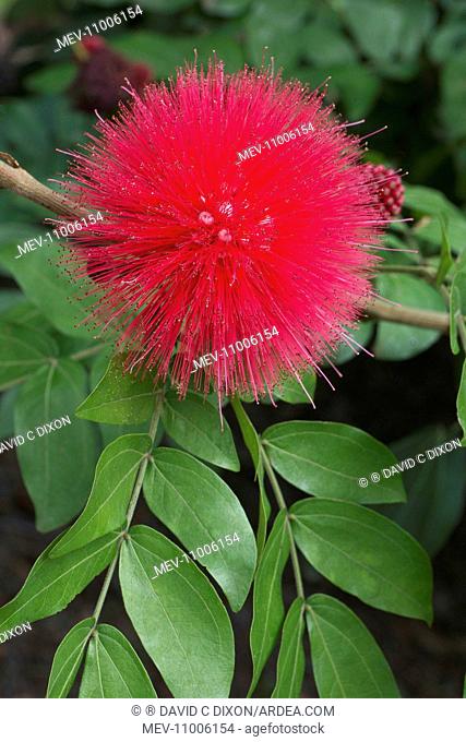 Calliandra haematocephaia an evergreen, perennial shrub, which will cover the tree with flower all year round - The flower is a mass of stamens - Likes full sun
