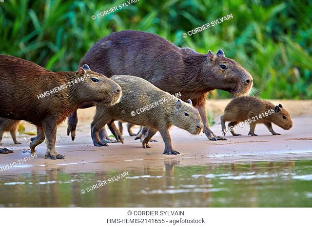 Brazil, Mato Grosso, Pantanal region, the capybara (Hydrochaeris hydrochaeris) is the largest rodent in the world