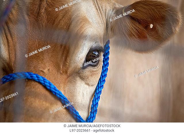 Close up of face of a jersey cow, south Gippsland, Victoria state Australia