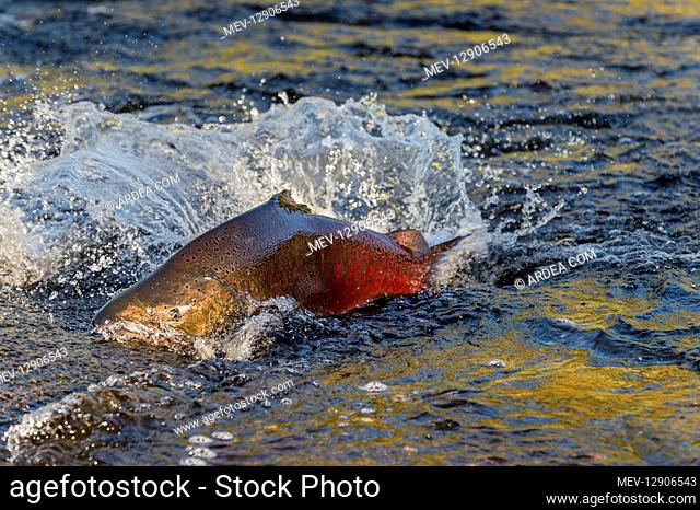 Chinook or King Salmon (Oncorhynchus tshawytscha) trying to swim through a shallow area of stream (low water) on its fall spawning migration