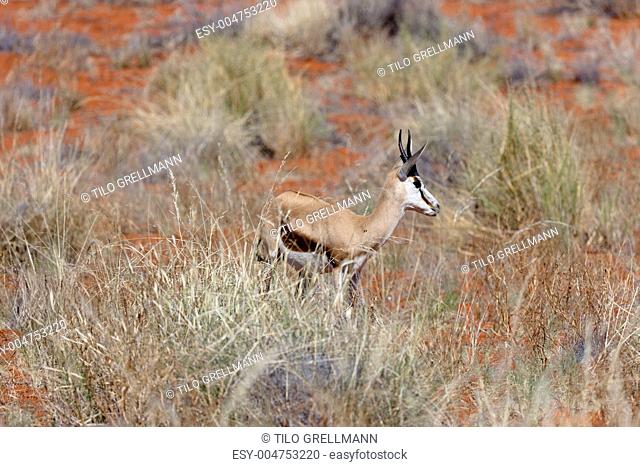 Springböcke im NamibRand Nationalpark