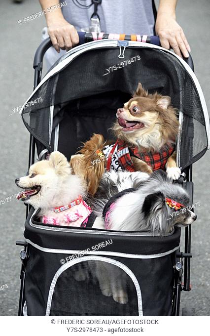Poodles in a dog stroller, Takayama, Gifu Prefecture, Japan, Asia