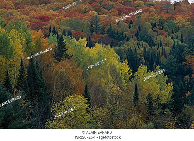 environment, landscape, woodland, autumn, fall, Canada, Quebec, forest, desiduous, leaves, tree, trees