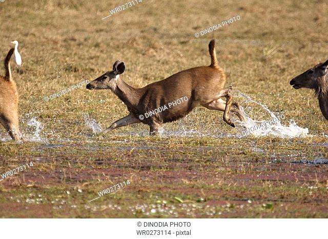 Sambar Deer Cervus unicolor running in Rajbagh lake , Ranthambore National Park , Rajasthan , India
