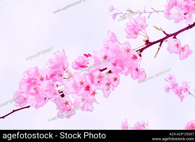 Cherry blossom, Vancouver, British Columbia, Canada
