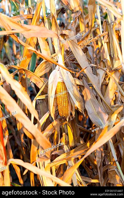 ripe yellow cob of corn growing on the dry stalk in the agricultural field. Photographed close up