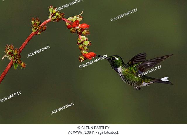 A Purple-bibbed Whitetip Urosticte benjamini feeding at a flower while flying in the Tandayapa Valley of Ecuador