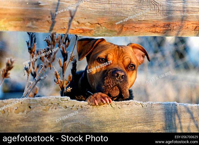 Cute coated Dog trys to escape the iced wooden fence in winter
