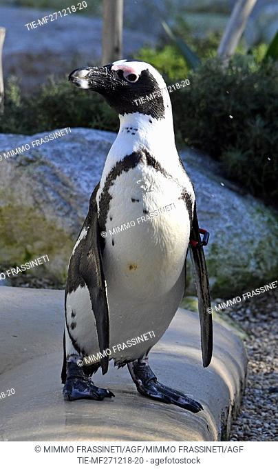 Nine pairs of African penguins comes from zoo of Bristol and from Zoom Torino, welcomed to Bioparco of Rome, ITALY-27-12-2018