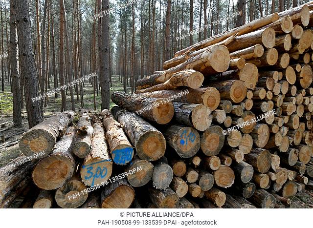 08 May 2019, Brandenburg, Treuenbrietzen: Pine trees lie on the edge of a forest near Treuenbrietzen. Topics of the BUND press trip included ""The forest in...