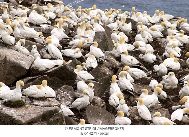 Bird rocks at Cape St. Mary's ecological seabird reserve, Avalon Peninsula
