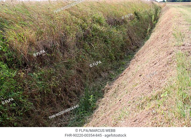 Ditch in arable farmland, with recently cut and uncut banks, Bacton, Suffolk, England, august