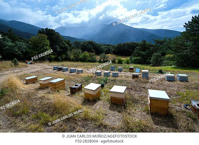 Pedro Arto Beekeeper, Aragües del Puerto Village, Jacetania, Huesca, Aragon, Spain, Europe