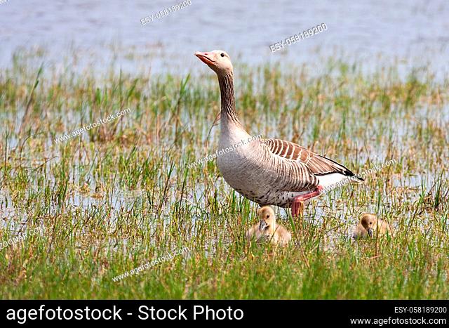 Greylag goose mother, anser anser, with her juveniles walking in swamp. Little wild birds floating on water. Young animals bathing in lake in summer