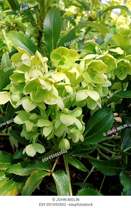 Holly leaved hellebore, also known as the Corsican hellebore (Helleborus argutifolius) in flower with a background of leaves and flowers of the same plant