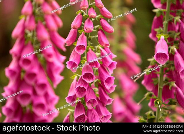 12 July 2021, Saxony-Anhalt, Elbingerode: The red foxglove (Digitalis purpurea) spreads on the cleared forest areas in the Harz Mountains