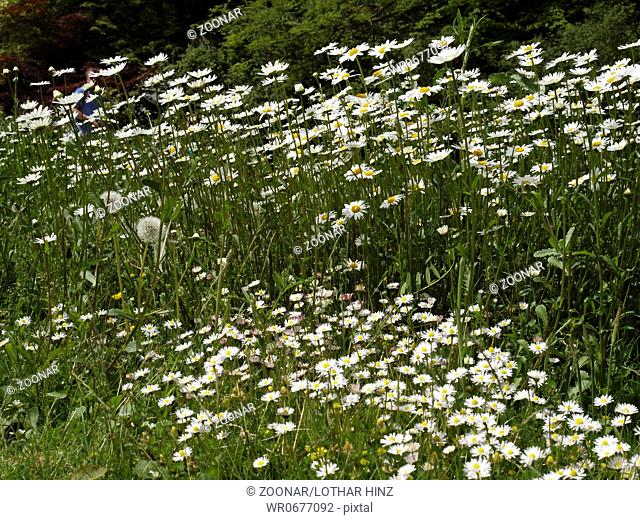 Leucanthemum vulgare, Oxeye daisy, Marguerite