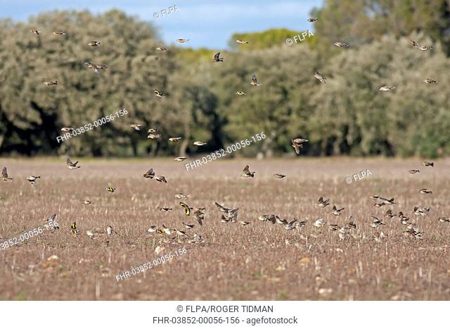 Rock Sparrow (Petronia petronia), Eurasian Tree Sparrow (Passer montanus), European Goldfinch (Carduelis carduelis) and Eurasian Linnet (Carduelis cannabina)...