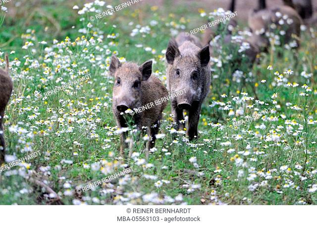 Wild boars, making a mess