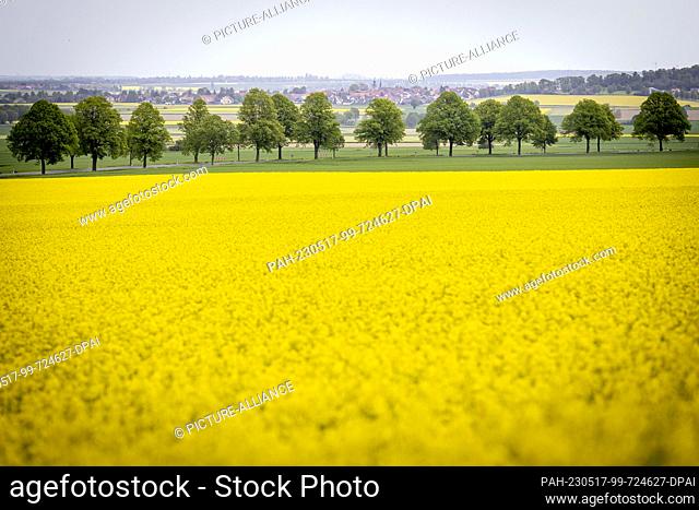 17 May 2023, Lower Saxony, Uppen: A field of rapeseed in bloom lies in front of a country road lined with trees near Hildesheim