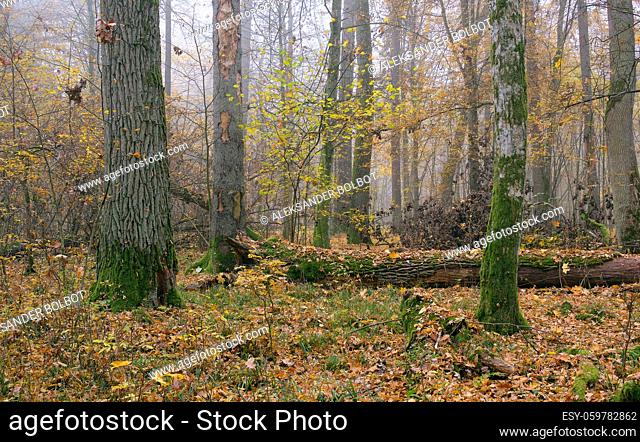 Misty morning in autumnal natural deciduous forest, Bialowieza Forest, Poland, Europe
