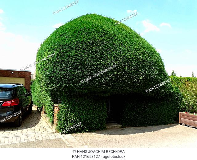Pütz - The Yew Tree Arbour with the small Entrance - Frontside.lat. Taxus Taxaceae..Photo:06/22/2019 | usage worldwide. - Pütz/Nordrhein-Westfalen Region...