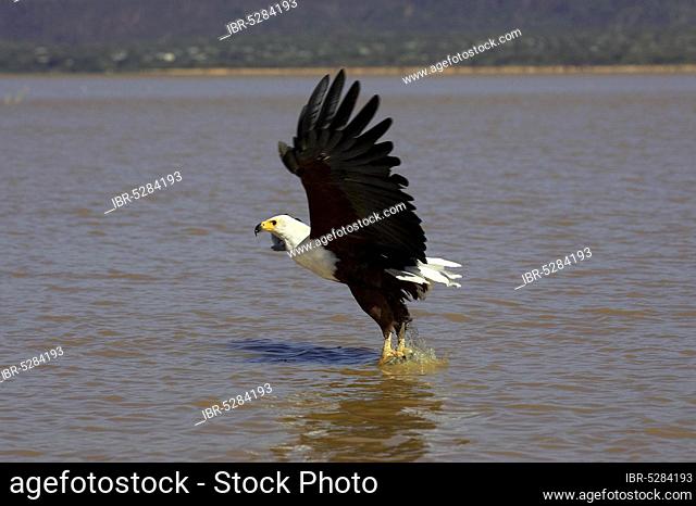 African fish eagle (haliaeetus vocifer), adult in flight, fishing, Lake Baringo in Kenya