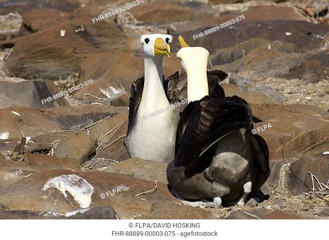 Waved Albatross, Diomedea irrorata, Galapagos Islands, Espanola, courtship display