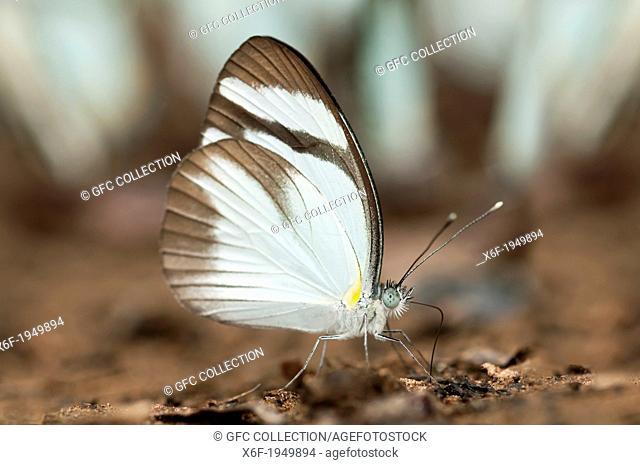 Mud-puddling Black-banded Whites butterfly (Itaballia demophile, Pieridae), Tambopata Nature Reserve, Madre de Dios region, Peru