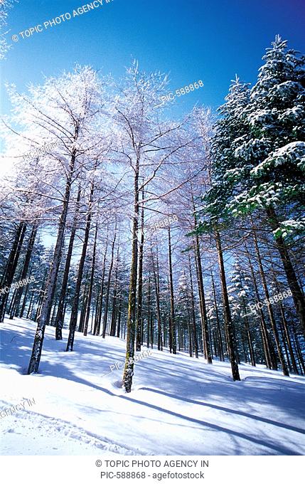 Forest In Winter, Daegwallyeong, Gangwon, Korea