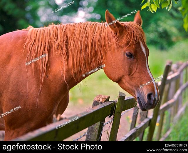 A brown horse looking over a wooden fence