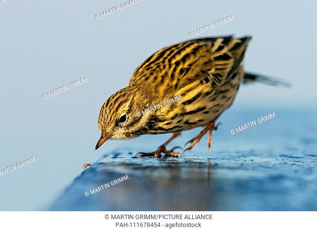 Meadow Pipit (Anthus pratensis) hunting insect on the floor, Mecklenburg-Western Pomerania, Germany | usage worldwide. - /Mecklenburg-Vorpommern/Germany